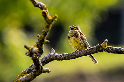 Bruant zizi(Emberiza cirlus)