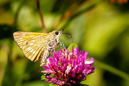 Rostfarbiger Dickkopffalter (Ochlodes sylvanus)