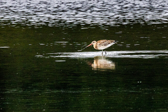 Uferschnepfe (Limosa limosa)