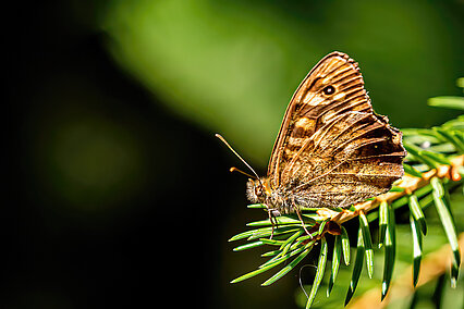 Waldbrettspiel (Pararge aegeria)