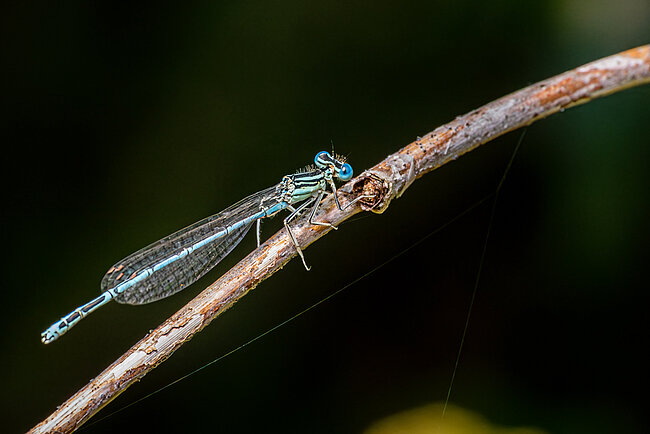 Männchen der Blauen Federlibelle (Platycnemis pennipes)