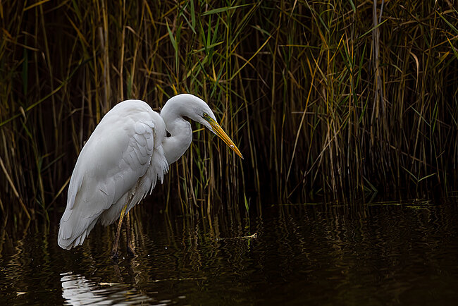 Silberreiher (Ardea alba)