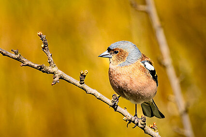 Chaffinch (Fringilla coelebs)
