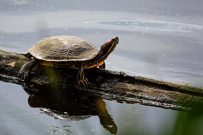 Rotwangen-Schmuckschildkroete (Trachemys scripta elegans)