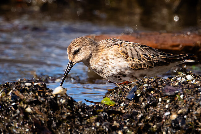 Alpenstrandläufer (Calidris alpina)