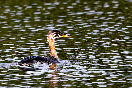Red-necked grebe (Podiceps grisegena)