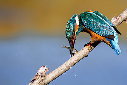 Common kingfisher (Alcedo atthis)