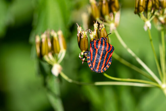 Punaise arlequin (Graphosoma italicum)