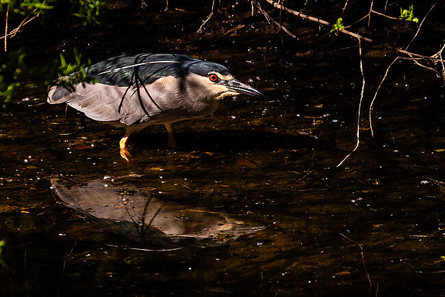 Nachtreiher (Nycticorax nycticorax)