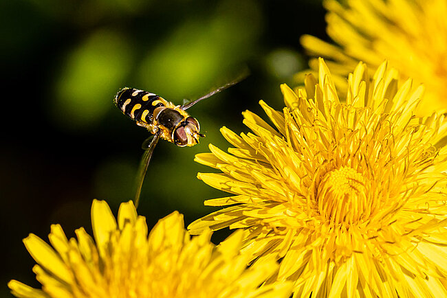 Gemeine Feldschwebfliege (Eupeodes corollae)