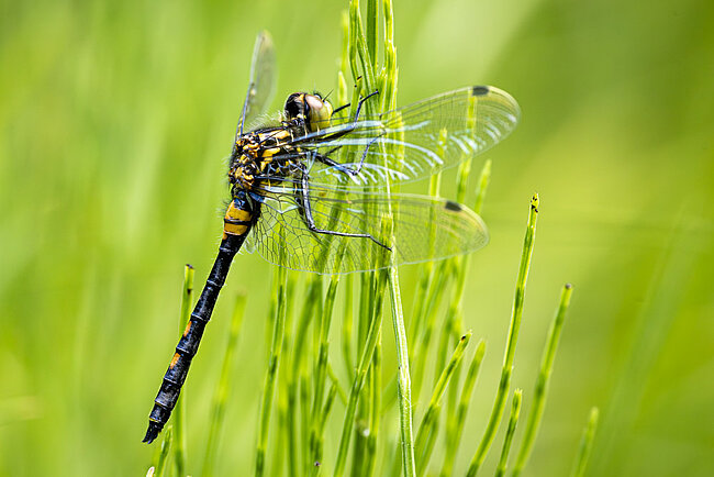 Small whiteface (F, Leucorrhinia dubia)