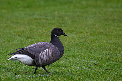 Brent goose (Branta bernicla)