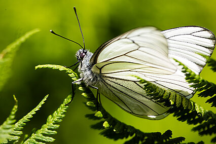 Baumweißling (Aporia crataegi)