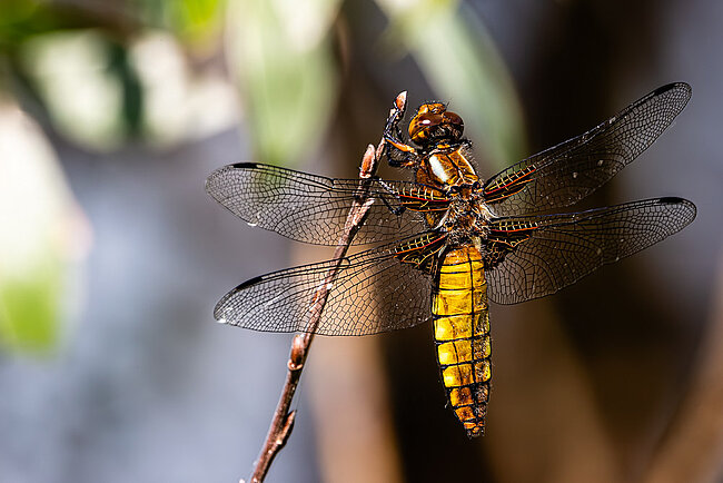 Plattbauch (W, Libellula depressa)