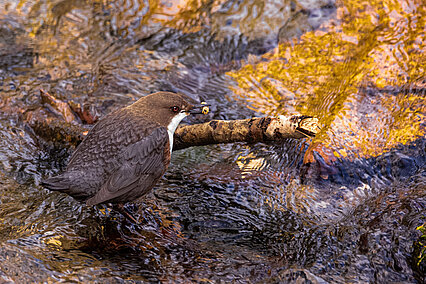 European dipper (Cinclus cinclus)