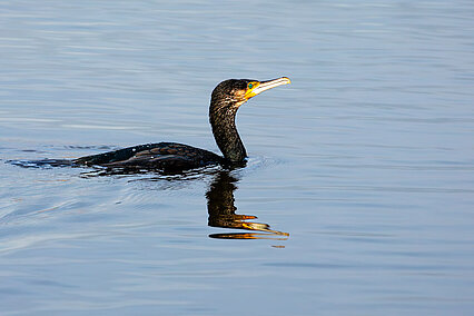 Great cormorant (Phalacrocorax carbo)