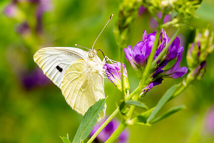 Großer Kohlweißling (Pieris brassicae)