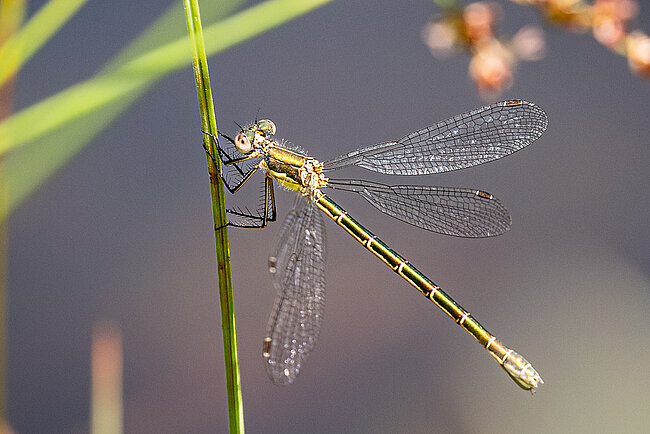 Kleine Binsenjungfer (W, Lestes virens)
