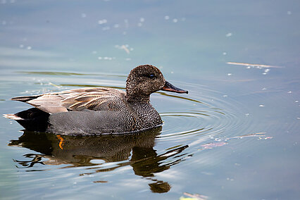 Gadwall  (Mareca strepera)