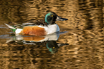 Northern shoveler (Spatula clypeata)