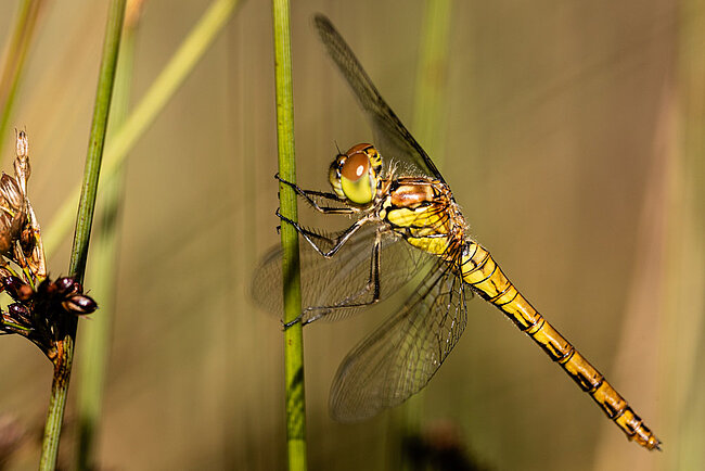 Female Common darter (Sympetrum striolatum)