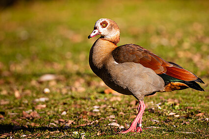 Egyptian goose (Alopochen aegyptiaca)