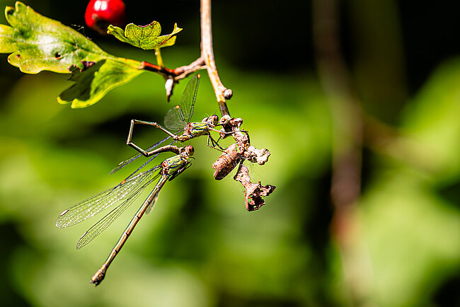 Paar der Weidenjungfer (Chalcolestes viridis)