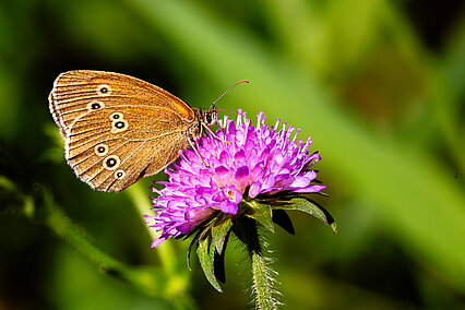 Brauner Waldvogel (Aphantopus hyperantus)