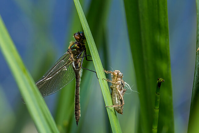 Falkenlibelle (Cordulia aenea)