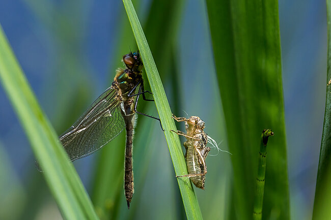 Falkenlibelle (Cordulia aenea)