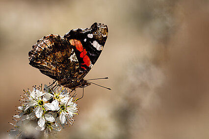 Admiral (Vanessa atalanta)