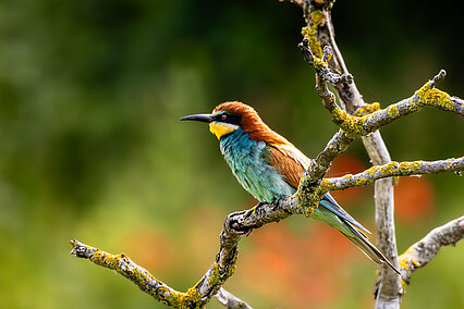 European bee-eater (Merops apiaster)