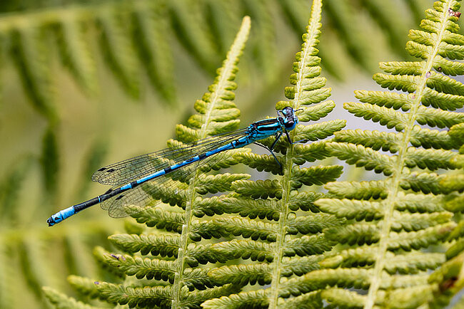 Male Azure damselfly (Coenagrion puella)