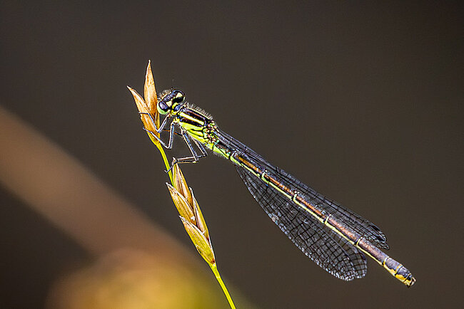Female of the Azure damselfly (Coenagrion puella), green variant