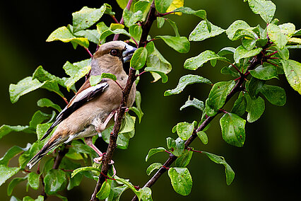 Hawfinch (Coccothraustes coccothraustes)