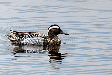 Garganey (Spatula querquedula)