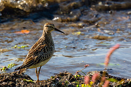 Pectoral sandpiper (Calidris melanotos)