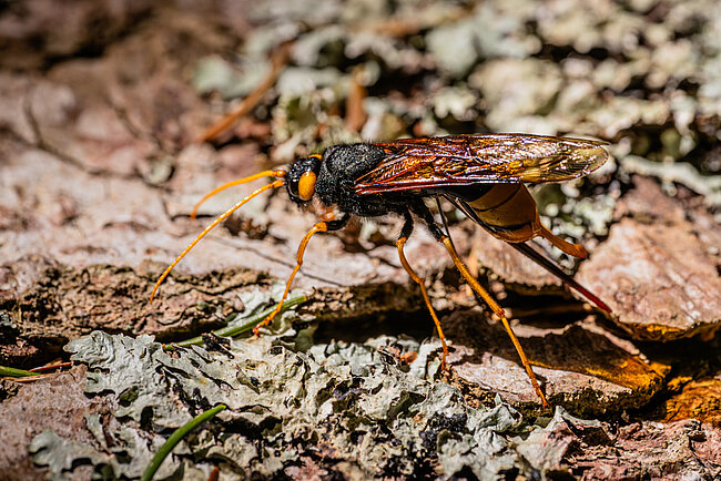 Sirex géant (F, Urocerus gigas)