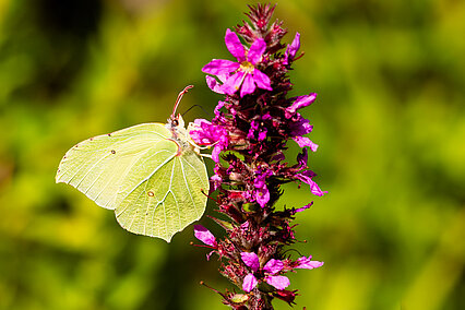 Zitronenfalter (Gonepteryx rhamni)