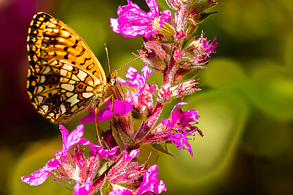 Braunfleckiger Perlmuttfalter (Boloria selene)