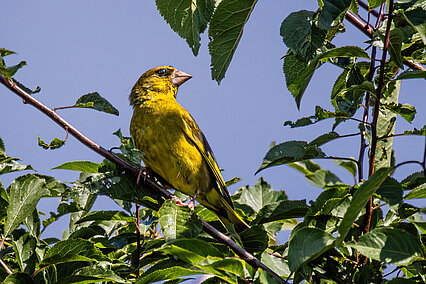 Verdier d'Europe (Chloris chloris)
