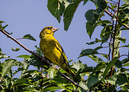 European greenfinch (Chloris chloris)
