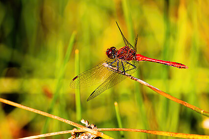 Sympétrum rouge sang (Sympetrum sanguineum)