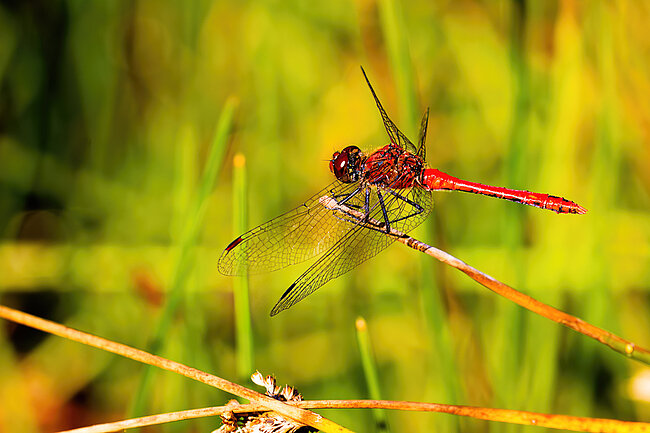 Blutrote Heidelibelle (Sympetrum sanguineum)