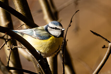 Eurasian blue tit (Cyanistes caeruleus)