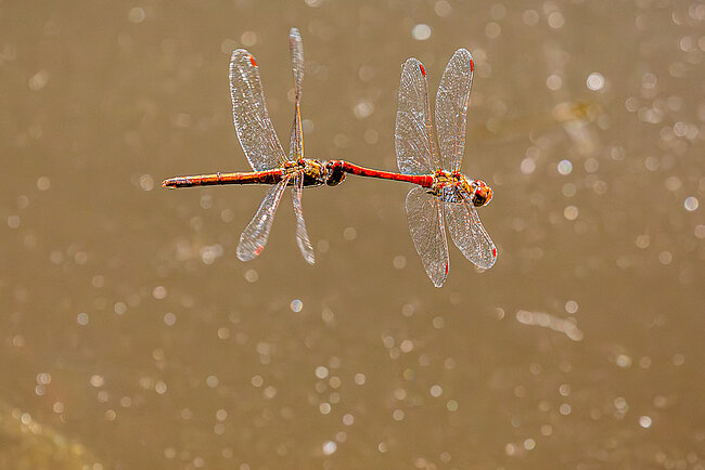Tandem of Common darter (Sympetrum striolatum)