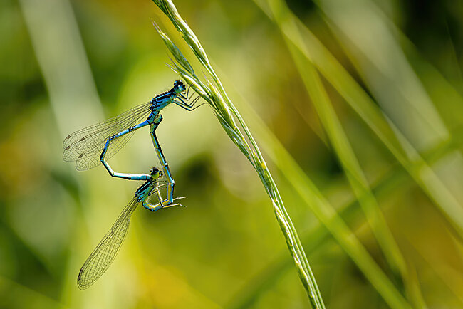 Gabel-Azurjungfer (Coenagrion scitulum)