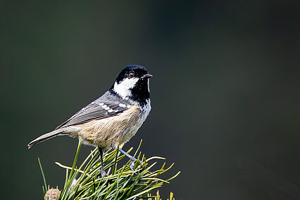 Coal tit (Periparus ater)