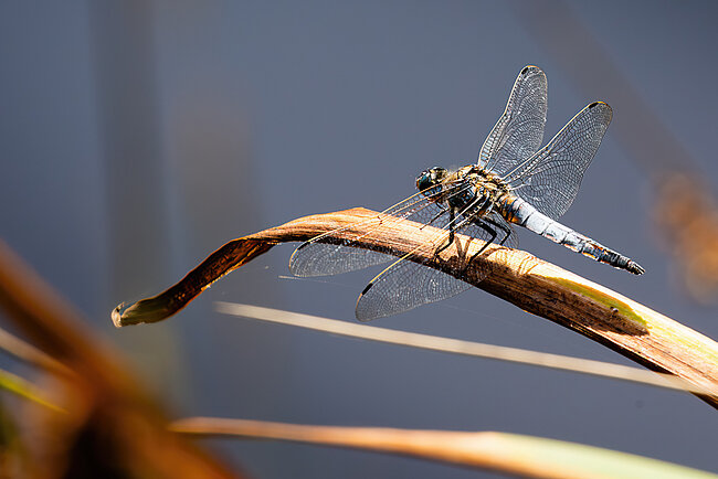 Großer Blaupfeil (Orthetrum cancellatum)