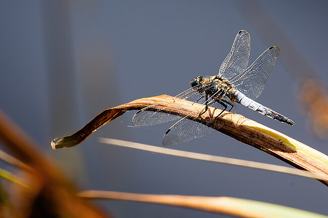 Großer Blaupfeil (Orthetrum cancellatum)